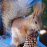 Бельчонок с еловой шишкой, фото 3
