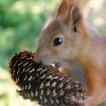 Бельчонок с еловой шишкой, фото 4