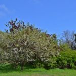 Цветущие деревья, ярко-зелёные трава и кустарники в апреле. Фото-картина.