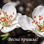 Весна пришла, открытка