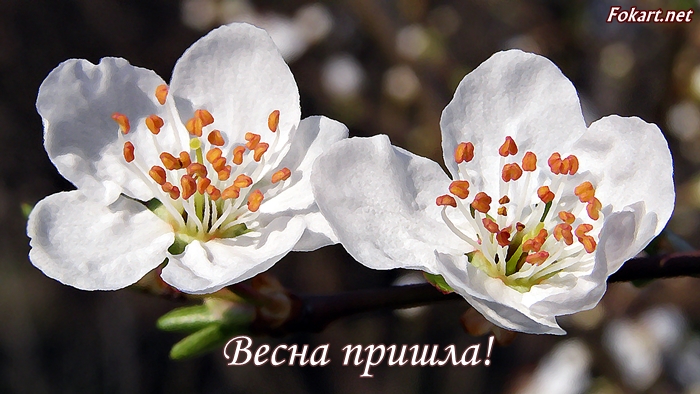 Весна пришла, открытка