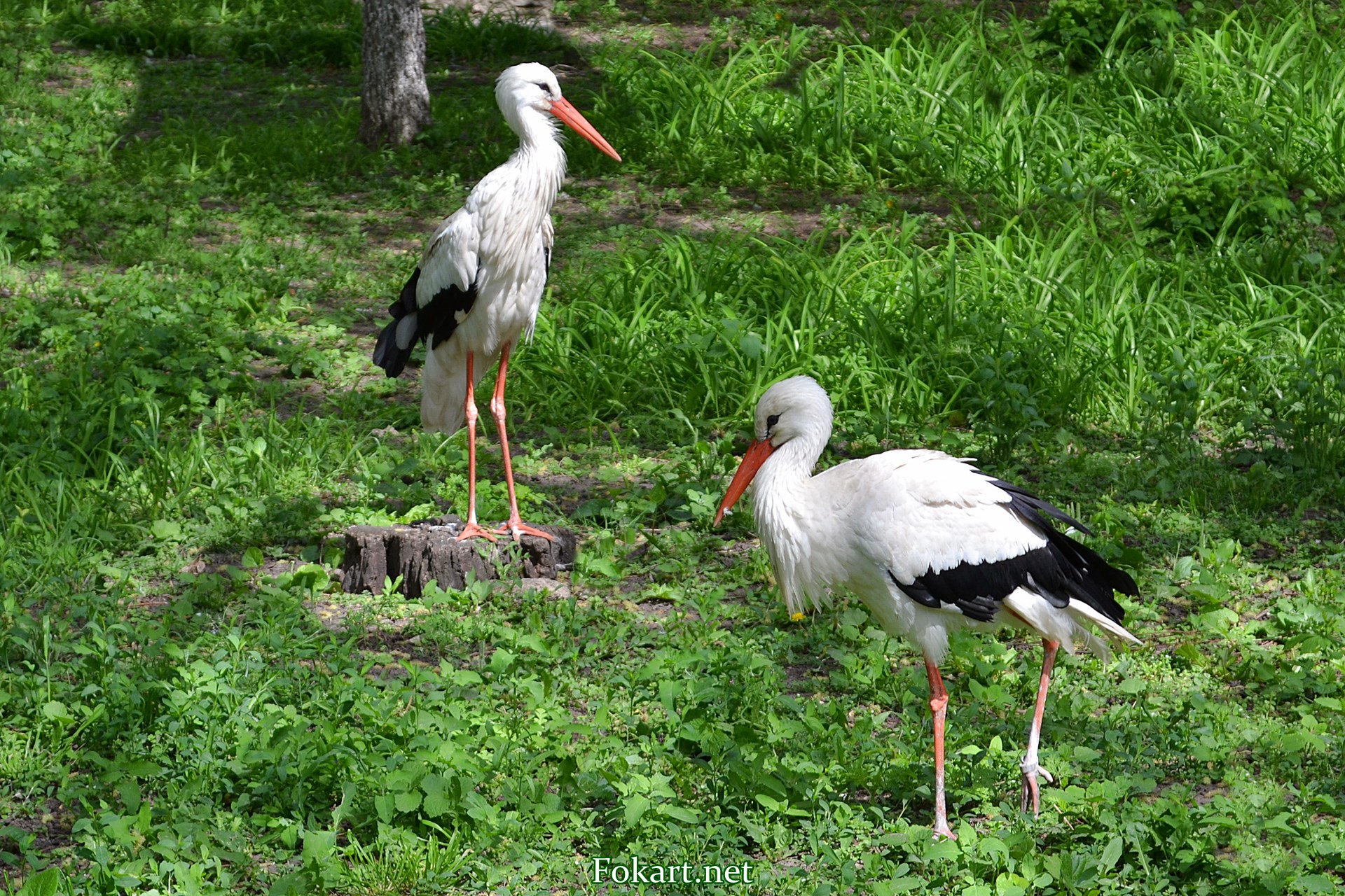 Два белых аиста (Ciconia ciconia) среди майской зелени, фото