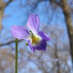 Весенняя картинка с цветком фиалки душистой