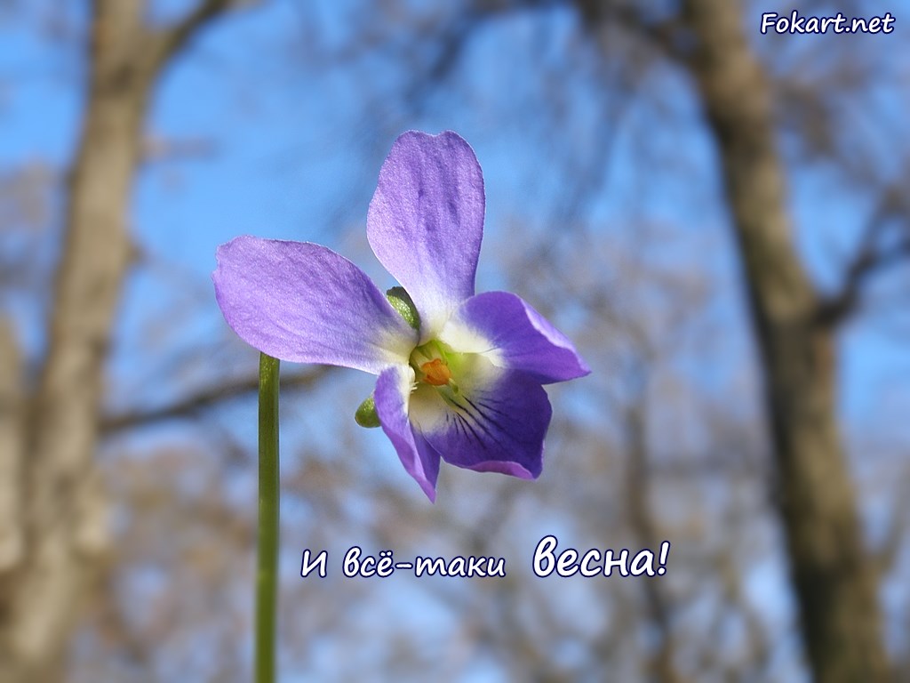 Весенняя картинка с цветком фиалки душистой