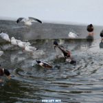 Кряквы и чайки на зимнем пруду