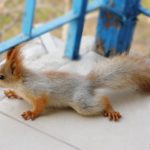 Маленький бельчонок