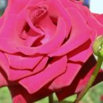 Красивая малиновая роза на клумбе