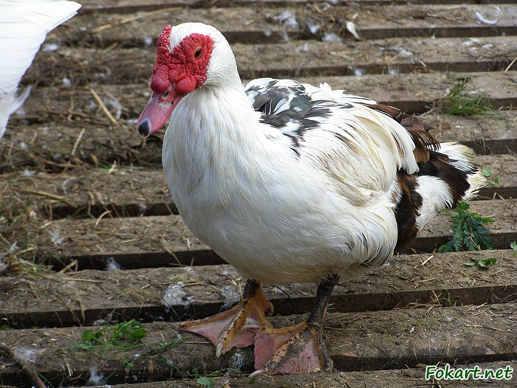 Мускусная утка