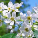 Вся нежность весны в цветочках черёмухи, фото-картина