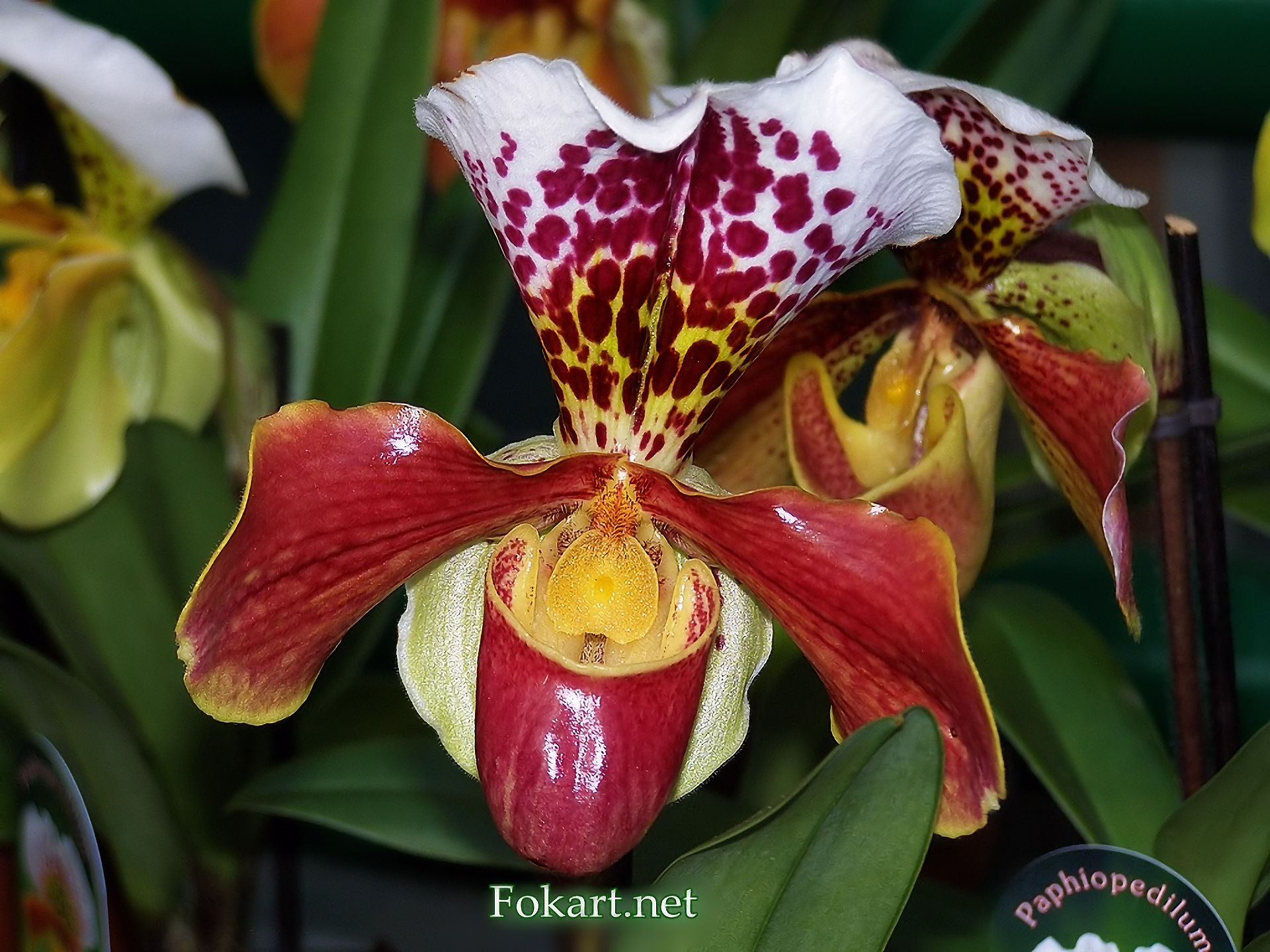 Оригинальный цветок пафиопедилума замечательного (Paphiopedilum insigne), фото