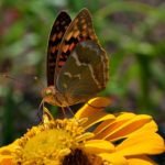 Перламутровка большая со сложенными крылышками на жёлтой циннии
