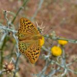 Перламутровка полевая (Issoria lathonia) на цветке солнечного василька