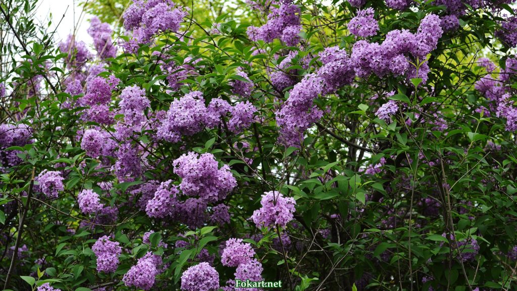Верхние ветки цветущего куста персидской сирени, фото