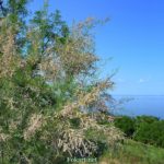 Цветущий тамарикс на зелёном склоне у моря в начале июня, фото