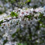 Цветущая веточка дикой сливы на весь экран