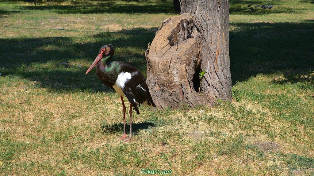 Чёрный аист (Ciconia nigra) у старого дерева, фото