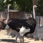 Пара африканских страусов