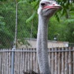 Африканский страус (Struthio camelus) - самая крупная птица