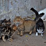 Бездомные кошки разных пород