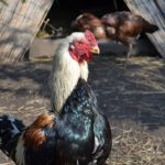 Бойцовый петух, фото 2