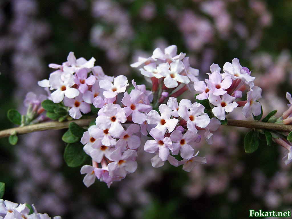 Буддлея очереднолистная (Buddleja alternifolia Maxim)