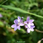 Герань луговая (Geranium pratense)