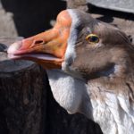 Голова китайского гуся