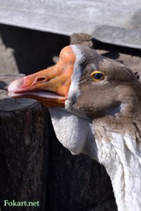 Голова китайского гуся