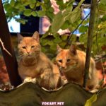 Рыжие коты на крыше пристройки старого дома осенью.