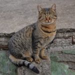 Добрый и дружелюбный взгляд бездомного кота