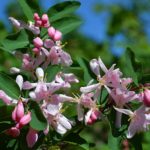 Цветущая веточка жимолости Королькова