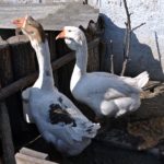 Два белых китайских гуся