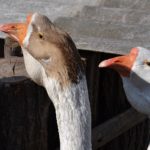Китайские гуси вблизи