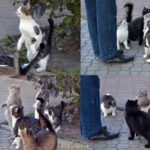 4 картинки-фрагмента кормления уличных кошек