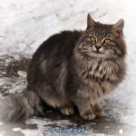 Серый пушистый кот с зелёными глазами на зимней прогулке