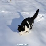 В обильно выпавшем снегу застревают лапки чёрно-белого кота