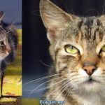 Зеленоглазый кот, отдыхающий на скамейке. Два фото
