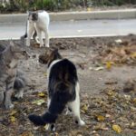 Воющие коты перед дракой