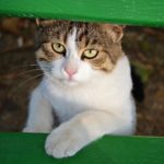Котёнок у зелёной скамейки