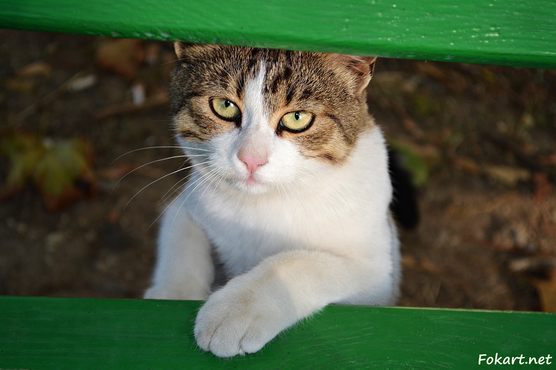 Котёнок у зелёной скамейки