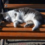 Кошка спит на скамейке в парке