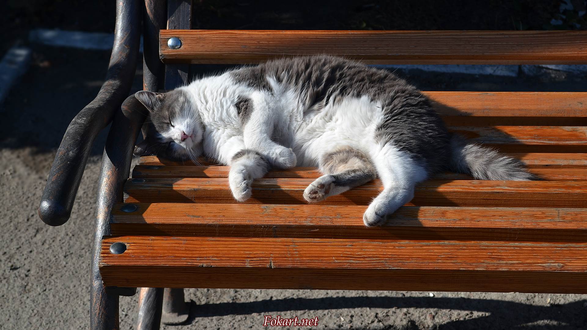 Кошка спит на скамейке в парке