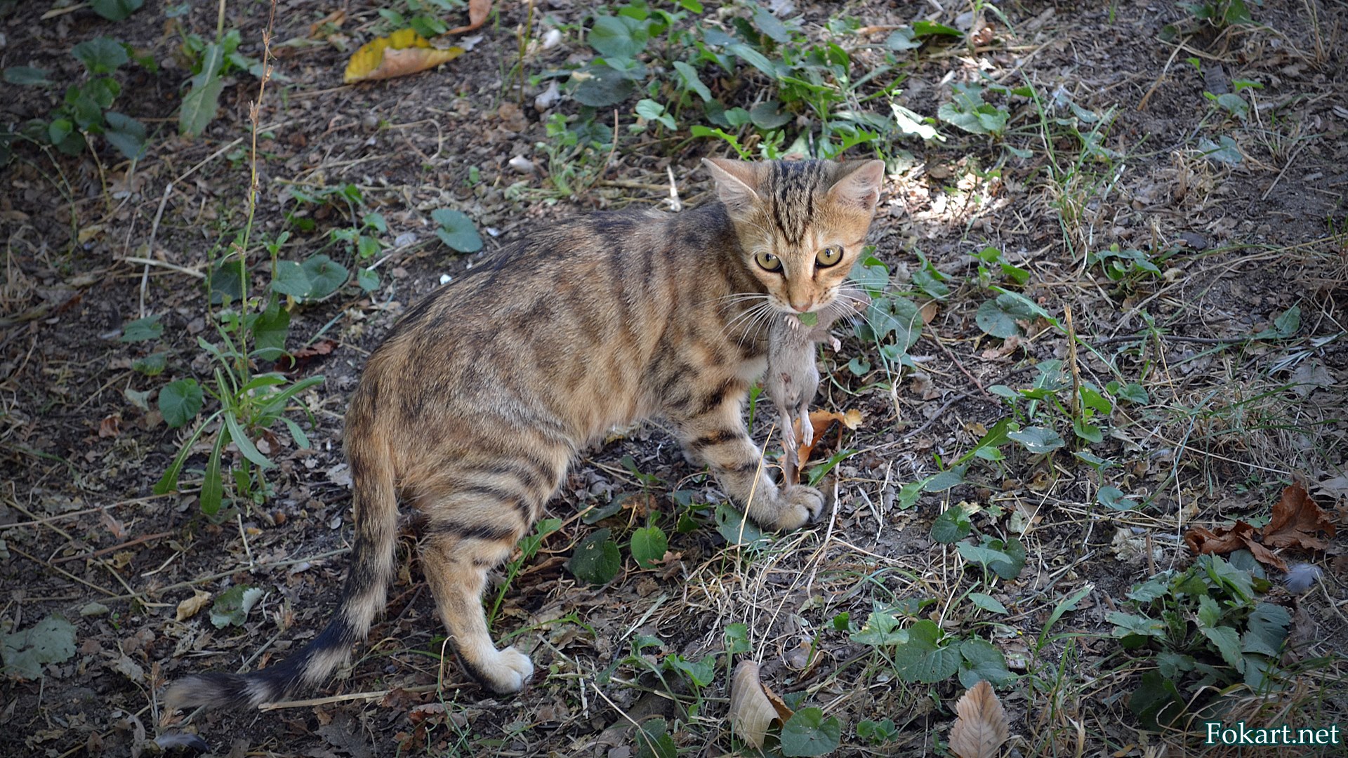 Кошка с мышью в зубах