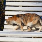 Кошка цвета осени
