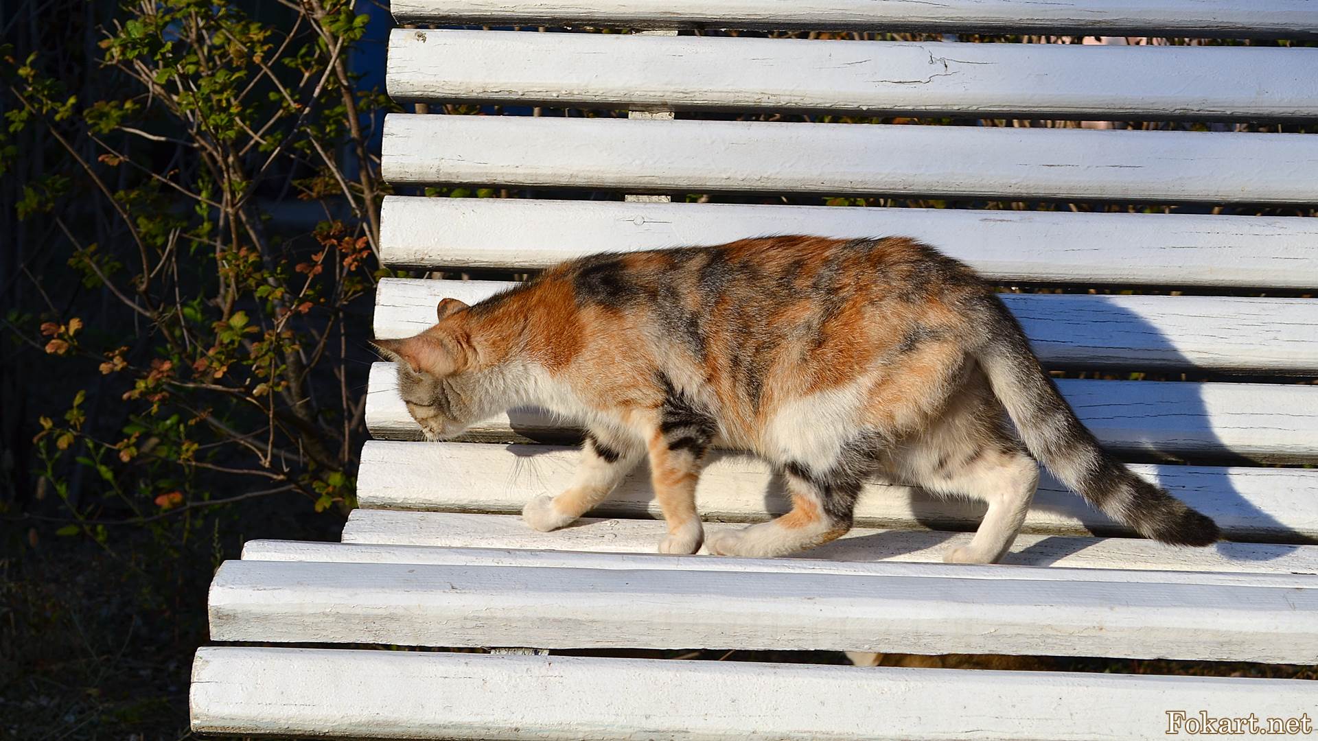 Кошка цвета осени