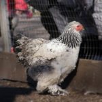 Курица породы Брама светлая