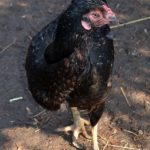Курица бойцовой породы на птичьем дворе