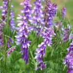 Мышиный горошек (Vicia cracca)