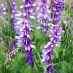 Сиреневые цветки мышиного горошка (Vicia cracca)