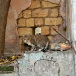 Полосатый бездомный кот, обитающий среди развалин